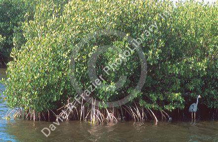 Mangroves growing in the Florida Everglades.