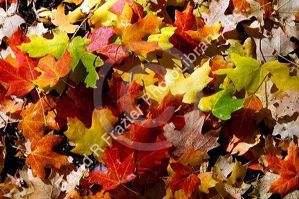 Colorful fallen deciduous tree leaves on the forest floor in Logan Canyon, Utah, USA.