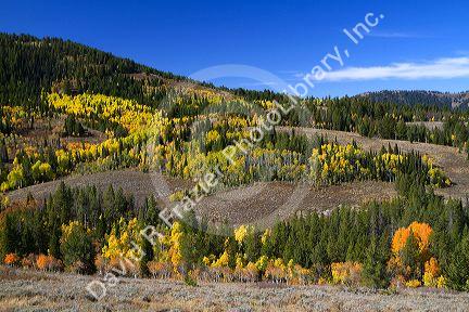 Autumn color along U.S. Route 89 in Logan Canyon, Utah, USA.