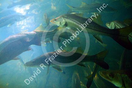 A school of common snook underwater at Homosassa Springs, Florida, USA. 