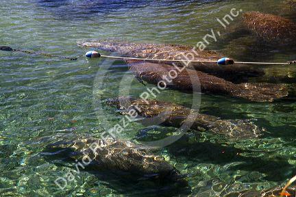 Manatees in the Crystal River National Wildlife Refuge at Kings Bay, Florida, USA.