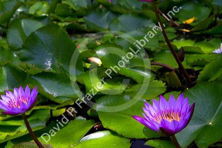 Nymphaea nouchali, star lotus water lily on the island of Tahiti, French Polynesia.