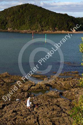Woman collecting mussels along the rocky coast of Bay of Island, North Island, New Zealand.