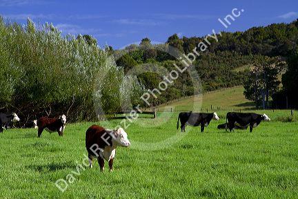 Cattle graze on farmland near Kawakawa, North Island, New Zealand.