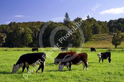 Cattle graze on farmland near Kawakawa, North Island, New Zealand.