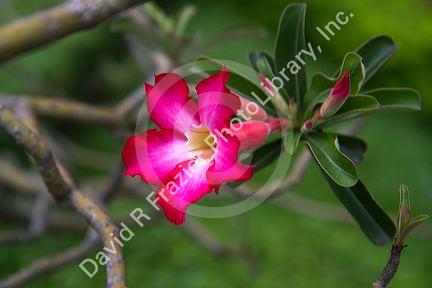 Adenium obesum flower in Ho Chi Minh City, Vietnam.