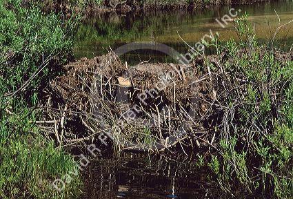 A beaver dam.