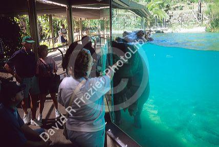 Hippo display at San Diego Zoo includes underwater viewing area.