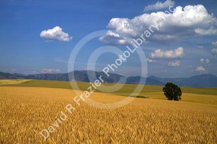 Ripe wheat fields in Eastern Idaho, USA.