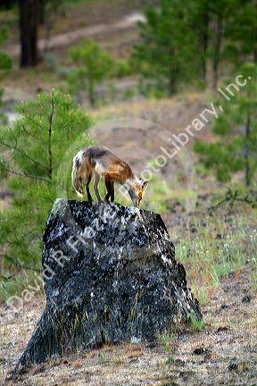 Red fox in Valley County, Idaho, USA.