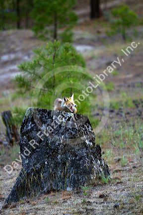 Red fox in Valley County, Idaho, USA.