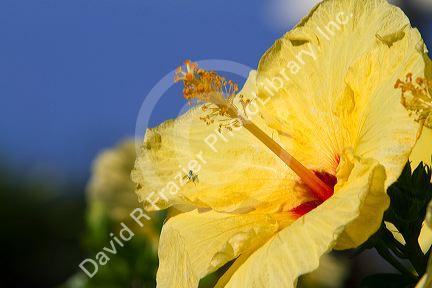 Yellow hibiscus flower in Hawaii, USA.