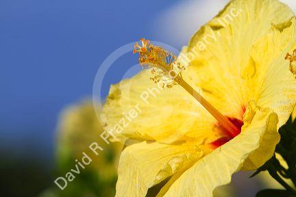 Yellow hibiscus flower in Hawaii, USA.