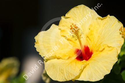 Yellow hibiscus flower in Hawaii, USA.