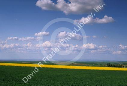 Rape seed and wheat crops in Pendleton, Oregon.