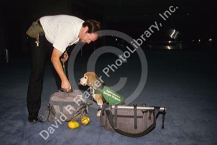 Agriculture's Beagle Brigade dog and trainer searching bags for fruit and vegetables.