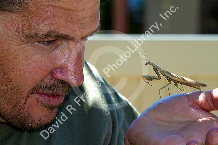 Praying mantis in Boise, Idaho,  USA.