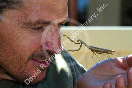 Man holding a praying mantis in Boise, Idaho, USA.