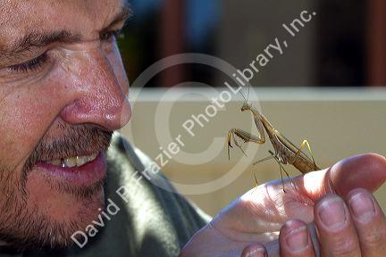 Man holding a praying mantis in Boise, Idaho, USA.