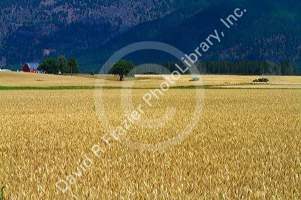 Ripe wheat field near Kalispell, Montana, USA.