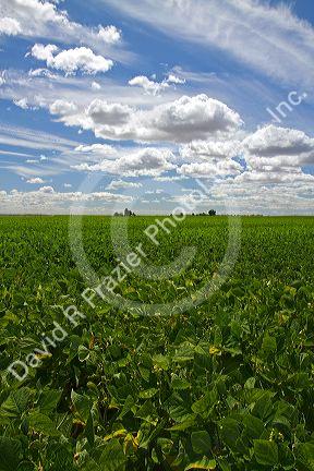 Soy bean crop near Moses Lake, Washington, USA.