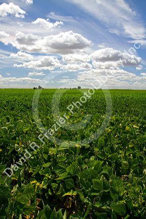 Soy bean crop near Moses Lake, Washington, USA.