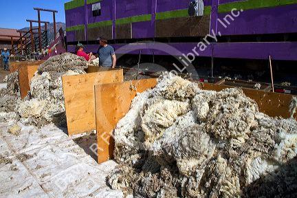 Freshly sheared sheep woollen fleece near Stanley, Idaho, USA.