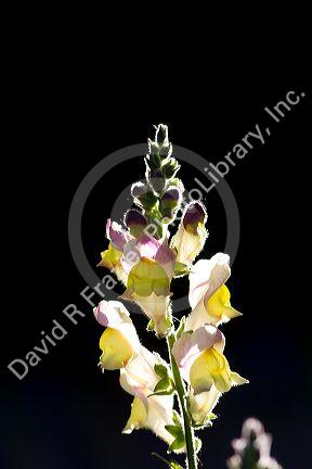 Snapdragon flowers in Boise, Idaho, USA.