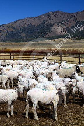 Newley sheared sheep near Stanley, Idaho, USA.