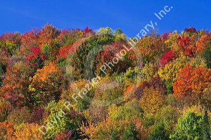 Fall foliage near Lake Elmore in Lamoille County, Vermont, USA.