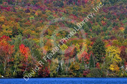 Fall foliage near Lake Elmore in Lamoille County, Vermont, USA.