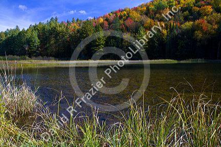 Fall foliage at Lake Elligo in Orleans County, Vermont, USA.