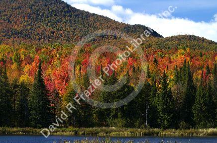 Fall foliage at McAllister Pond in Orleans County, Vermont, USA.