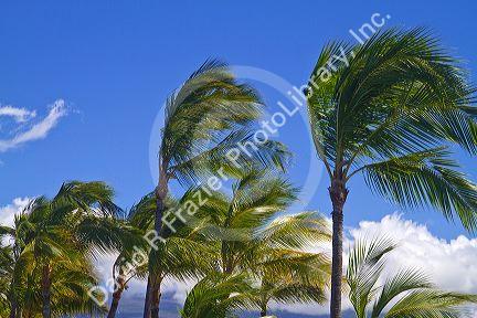 Palm trees blowing in the wind on the Big Island of Hawaii, Hawaii, USA.
