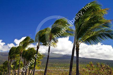 Palm trees blowing in the wind on the Big Island of Hawaii, Hawaii, USA.