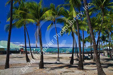 Beach and palm trees at Kailua-Kona on the Big Island of Hawaii, Hawaii, USA.