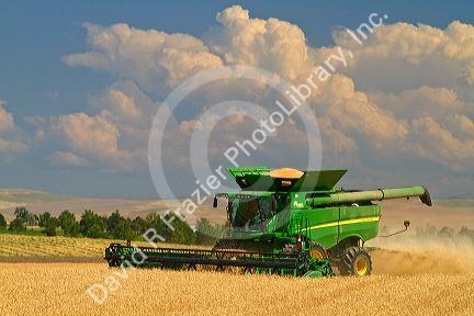 Wheat harvest near Pendleton, Oregon, USA.