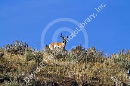 Antelope in Teton National Park, Wyoming, USA.