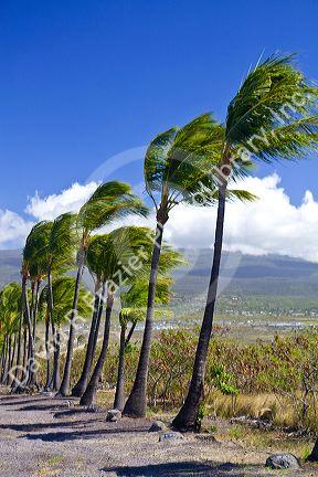 Palm trees blowing in the wind on the Big Island of Hawaii, Hawaii, USA.