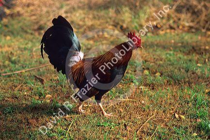 A rooster in Kauai, Hawaii.