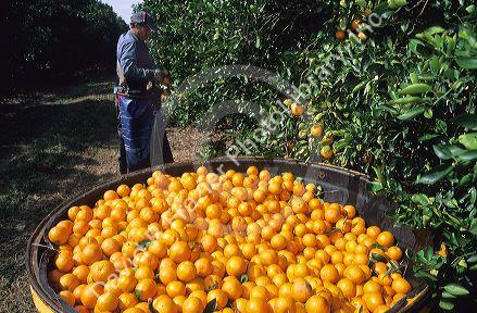 A worker picks oranges in Lake Alfred, Central Florida.