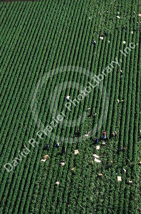 An aerial view of workers harvesting peppers in Florida.