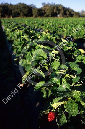 A strawberry patch near Plant City, Central Florida.