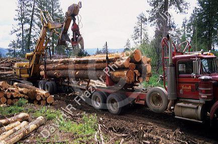 A logging truck being loaded in the Idaho mountains.