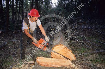 A lumberjack uses a chainsaw for timber harvest in Oregon.