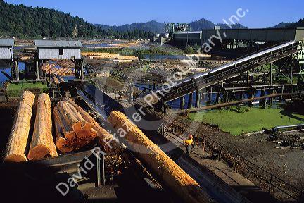 Pacific Lumber Mill, a redwood sawmill in Scotia, California.