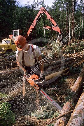 A logger using a chainsaw at a logging operation in Northern Idaho.