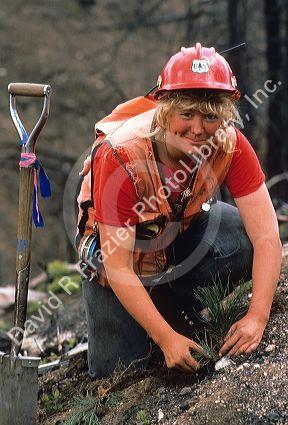 Female forest service worker planting a small pine tree. MODEL RELEASE