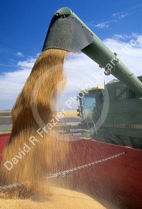 A wheat harvester pouring grain into the back of a truck.