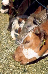Cattle eating at a feedlot in Idaho.